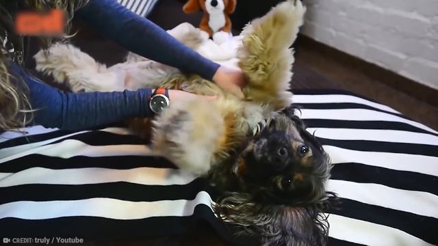 15 Most Luxurious Dog Houses in The World смотреть онлайн
