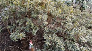 Рододендроны Ленинградской области (часть 1 весна)