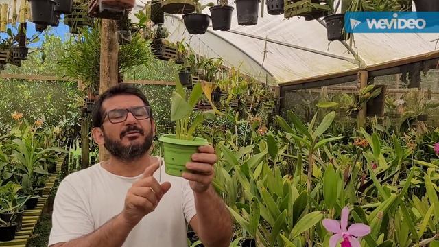 Arranjos de Orquídeas, adubo Deusvando смотреть онлайн