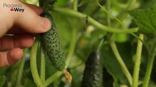 1 ЖМЕНЯ И ОГУРЦОВ НАРАСТАЕТ ТОННА смотреть онлайн