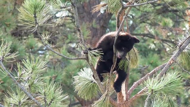 Baby Animals 4K Relaxation Film With Relaxing Music, Emotional Piano Music, Animal Sounds