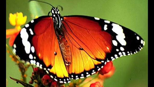 Mariposa Traicionera - Mana