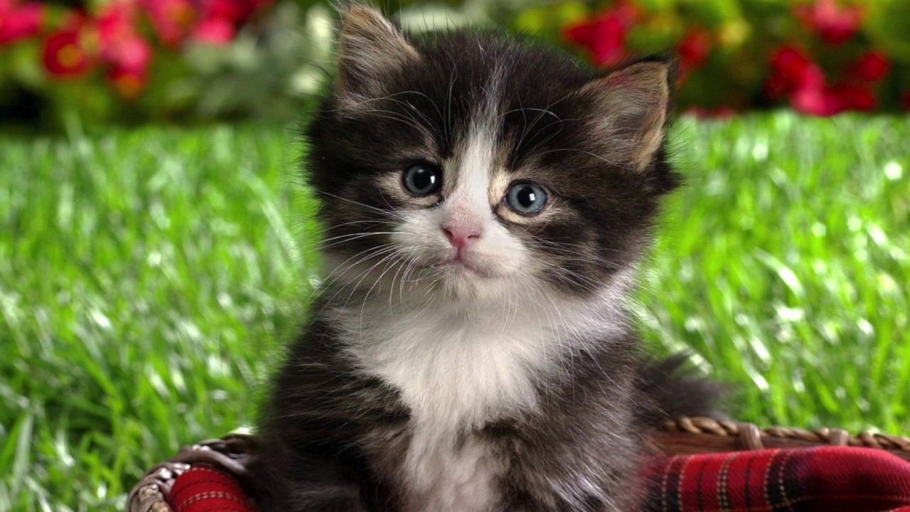 Исцеляющая Музыка Тибета Для Медитации, Релаксации И Снятия Стресса Красивая Музыка Без Слов смотреть онлайн