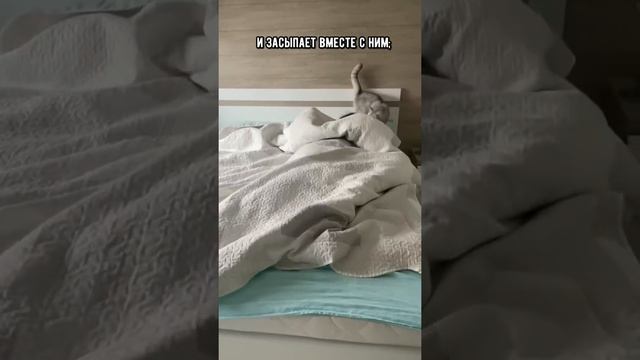 Как понять, кого кошка выбрала своим хозяином #shorts #кот #кошка смотреть онлайн