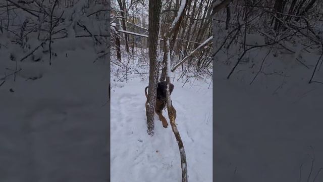 кане-корсо Харитон ))борьба с деревом смотреть онлайн