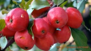 Яблоня обыкновенная Китайка Керр (malus) ? обзор: как сажать, саженцы яблони Китайка Керр