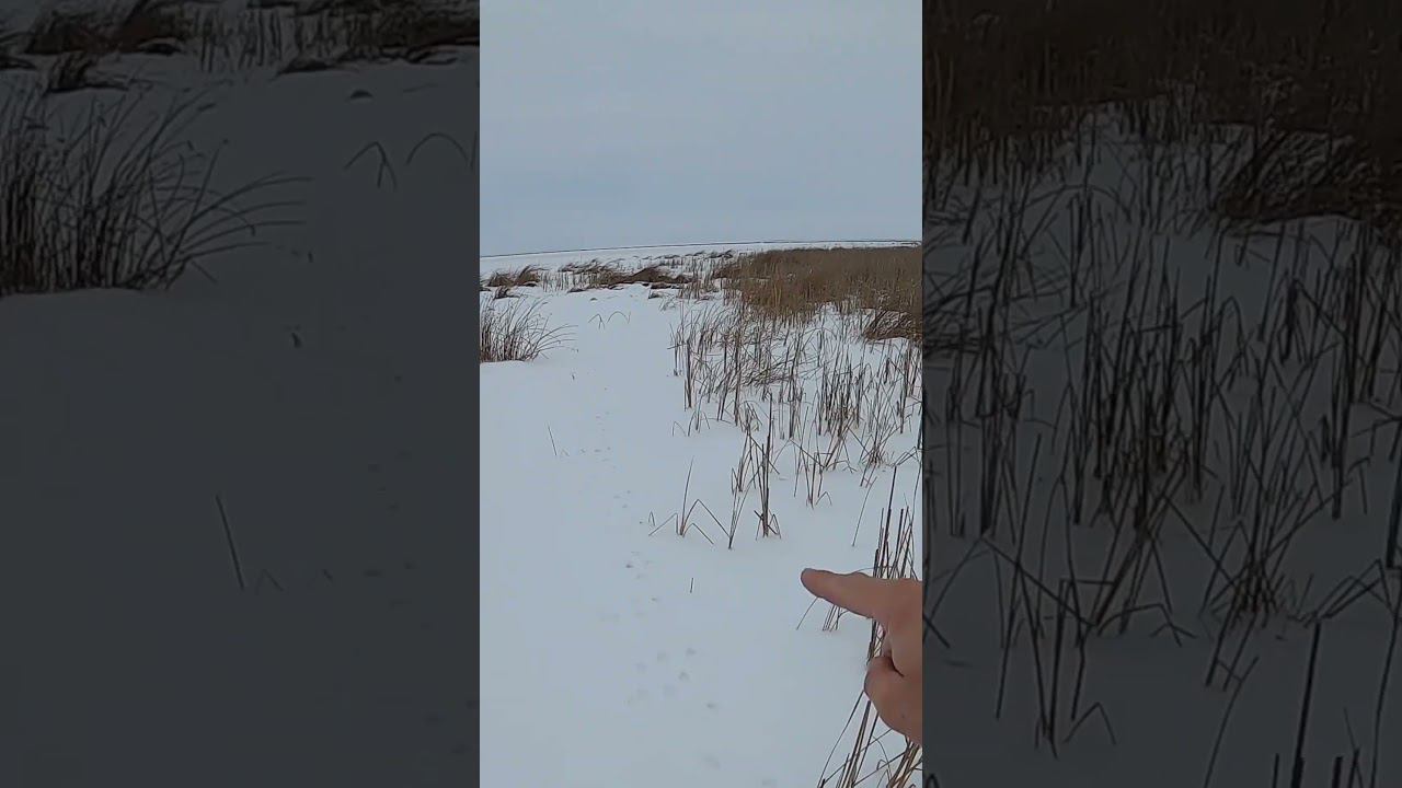 ОХОТА на ЗАЙЦА 2024. Вытропил двоих. #охота #ловлящуки смотреть онлайн