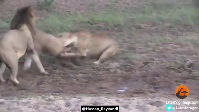 Львы и буйвол1 смотреть онлайн