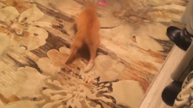 Кошачье бешенство смотреть онлайн