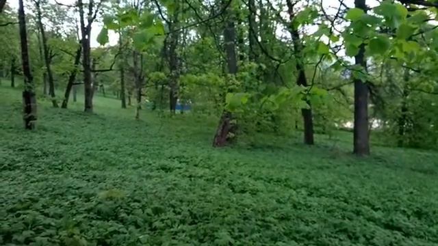 Пение птиц в Красносельском парке, видео 1 смотреть онлайн