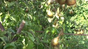 Королева сада - груша "Бере Боск"