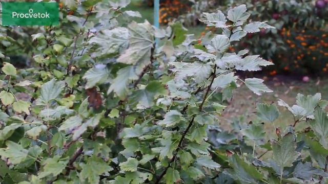 Искореняющая обработка сада осенью. СРОЧНО обработайте сад от болезней и вредителей! смотреть онлайн