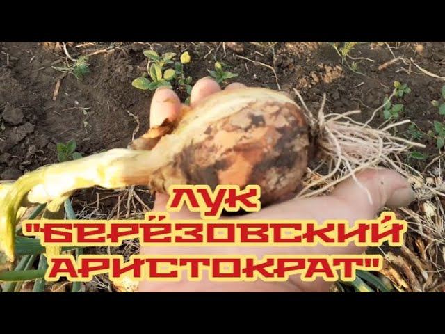 убираю грядки с луком - смотрим..... смотреть онлайн