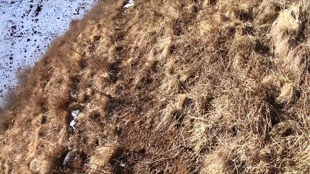 Кыргызстандагы кеклик аңчылык. Охота на кеклика в Кыргызстане. Chukar hunting in Kyrgyzstan. смотреть онлайн
