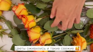 Самый легкий способ оживить розы