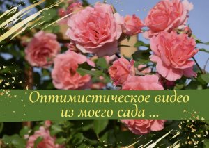 Оптимистическое видео из моего сада...