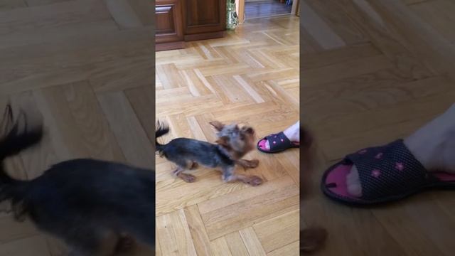 Дрессировка собаки йорк смотреть онлайн