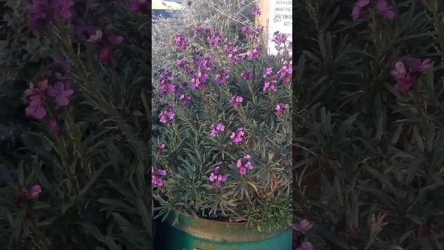 CHEIRANTHUS bowles purple смотреть онлайн