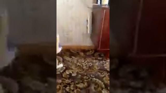 Кот с характером охранной собаки смотреть онлайн
