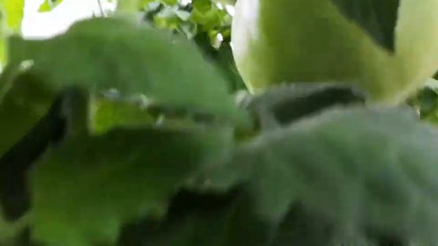 Томат Медовый Салют смотреть онлайн