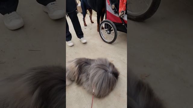 Мы на выставке с друзьми #dogs #pekingese #spitz #pet #puppy #dogshow смотреть онлайн