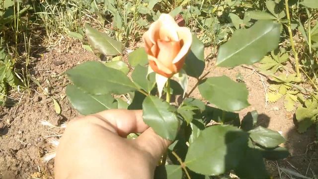 Rose Koko Loko. Bedard. РОЗА С ОТТЕНКОМ МОЛОЧНОГО ШОКОЛАДА. смотреть онлайн