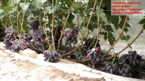 Виноград Алвика- самая крупная гроздь и ягода на участке