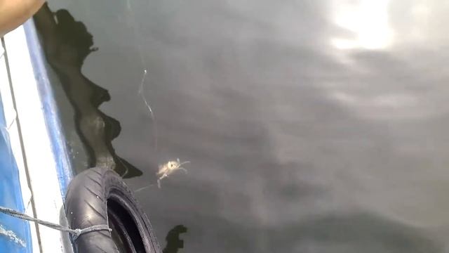 УЛОВ ГОЛУБЫХ КРАБОВ смотреть онлайн