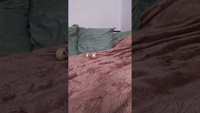 Мишка енот #ямыилюша #помощьбездомнымживотным #raccoon #анапа #reels #море #енотики смотреть онлайн