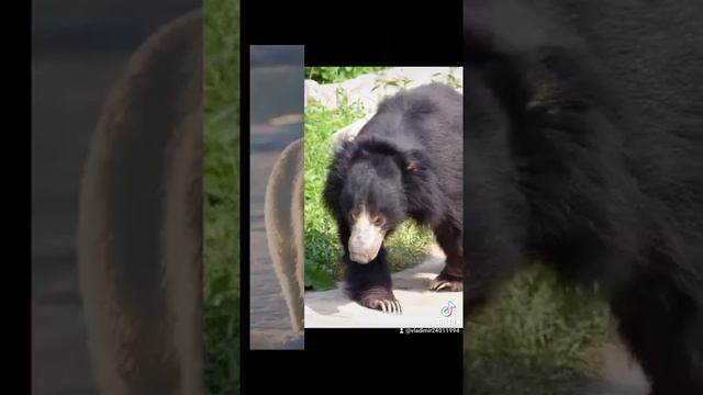 Виды Медведей смотреть онлайн