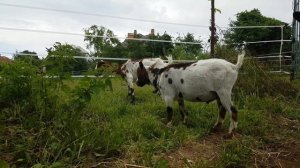 Кто такие камерунские козы, отличие от нигерийской, голландского гнома и пигмея