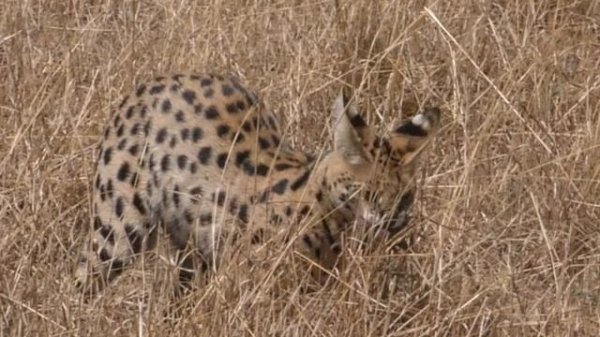 Серенгети. Кошки Серенгети.Грациозный сервал