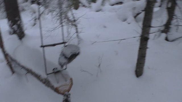 ПРОВЕРКА КАПКАНОВ НА СОБОЛЯ/ ДЕНЬ БЕЛОК И ПТИЦ/ смотреть онлайн