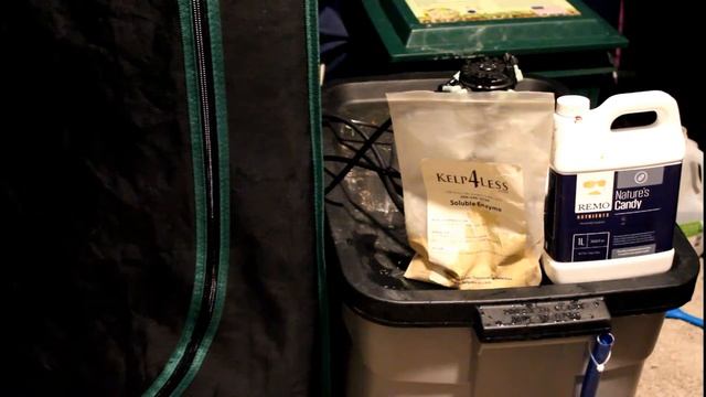 Day 49 Update flush starts смотреть онлайн