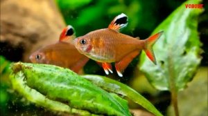 Орнатус - простая рыбка Содержание и разведение Орнатусов в аквариуме