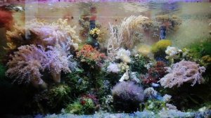 Простой морской аквариум. Стоимость и немного о философии простой системы :)