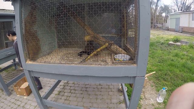 ростовский зоопарк куница смотреть онлайн