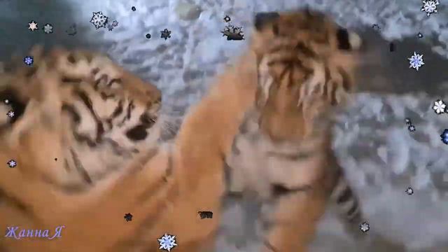 С новым 2022 годом! Год тигра