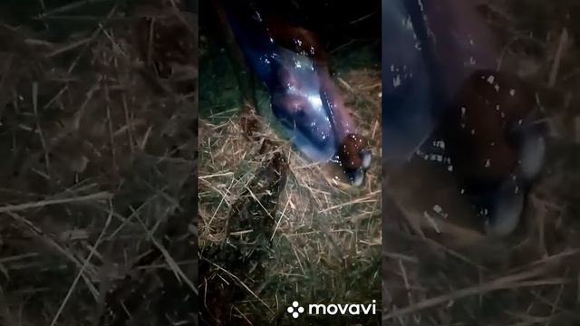 Отёл, третий телёнок в нашем хозяестве. смотреть онлайн