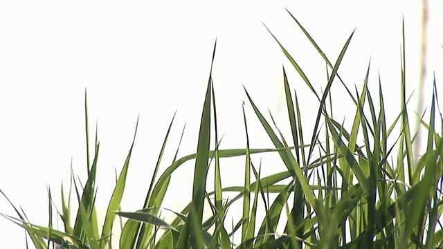 КАК ТРАВА ЛУГОВАЯ... смотреть онлайн