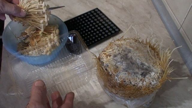 Зимний опенок (фламмулина)/часть2 смотреть онлайн