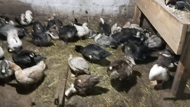 Какой ВЕС у ЧЕРНУХИ??? смотреть онлайн