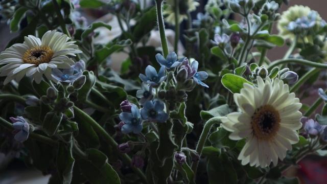 полевые цветы 4к. Canon m50 смотреть онлайн