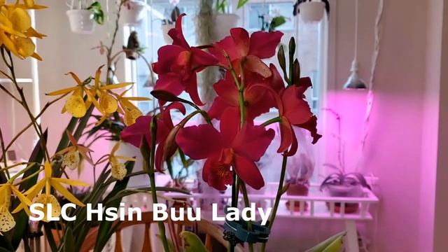 Цветение февраля 2021 смотреть онлайн