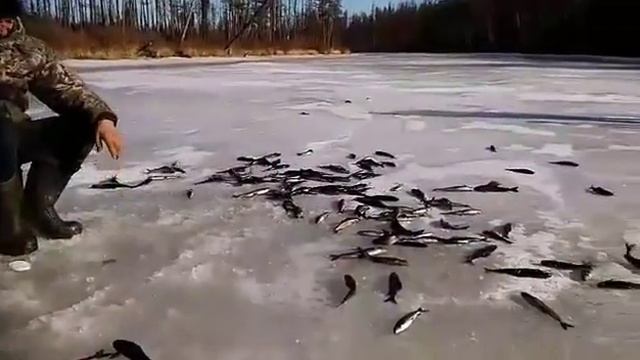 Забайкалье-клев хариуса.Апрель 2018 смотреть онлайн