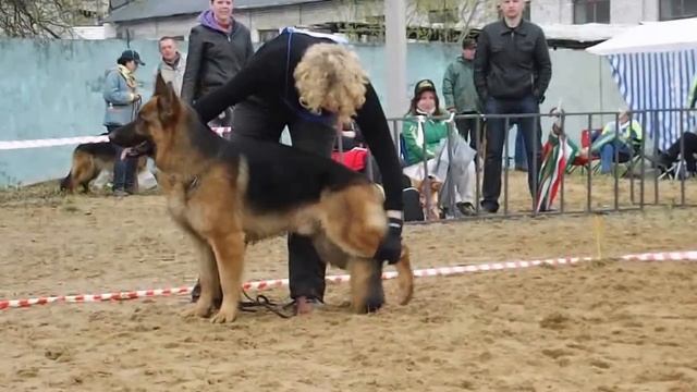 РАБОЧИЕ КОБЕЛИ описание _ RussianSiegerZuchtSchau 2013