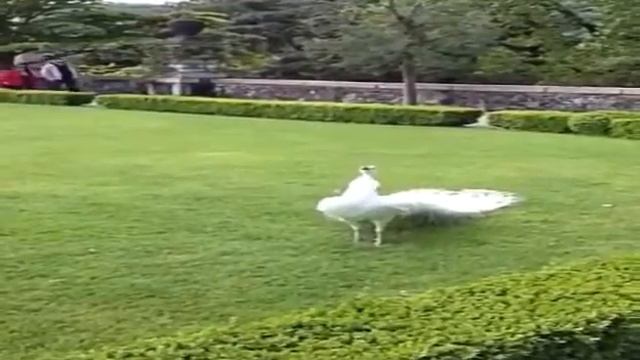 Как белый павлин хвост распушил смотреть онлайн