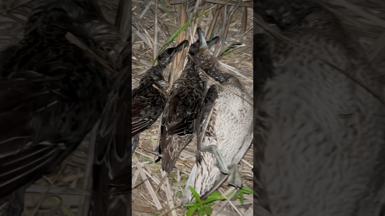 Охота по перу, отчет #охота #охотаназайца #охотанагуся смотреть онлайн