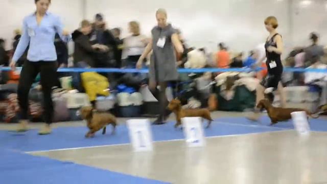 таксы г-ш стандарт, Евразия-1-2014, кобели чемпионы смотреть онлайн