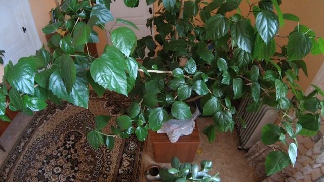 ПРИМЕР ВИДЕО SJCAM SJ8 PRO 2.7к-60 БЕЗ СТАБА В ПОМЕЩЕНИИ